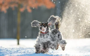 Cocker Spaniel courant dans la neige