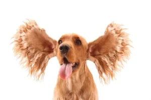 Cocker Spaniel avec les oreilles écartées, ayant l'air heureux.