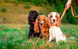 Trois working cocker spaniels assis sur l’herbe, tenus en laisse.