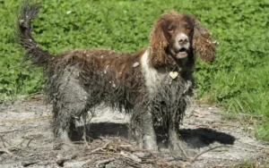 Cocker Chocolat et Blanc boueux en extérieur.
