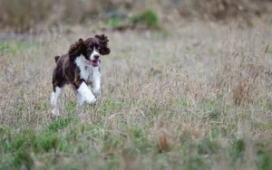Cocker Chocolat et Blanc courant dans un champ.