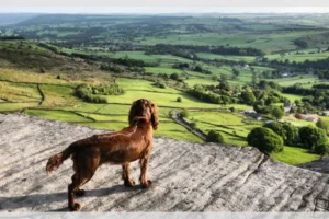 Cocker Chocolat debout sur une collin