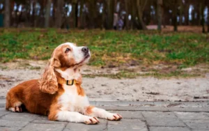 Cocker Spaniel roux et blanc allongé sur le pavé.