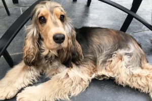 Cocker Zibeline allongé sur le sol