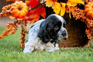Cocker explorant l’extérieur avec des décorations d’automne