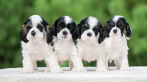 Chiots Cocker Spaniel regardant devant