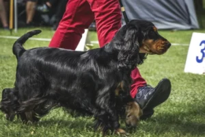 Cocker marchant avec un dresseur lors d’un concours canin