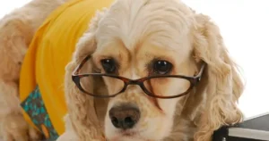 Cocker Spaniel Drôle avec Lunettes