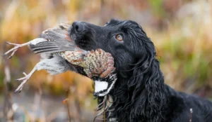 Chasse Cocker Spaniel rapportant une caille lors d'une chasse sur le terrain.