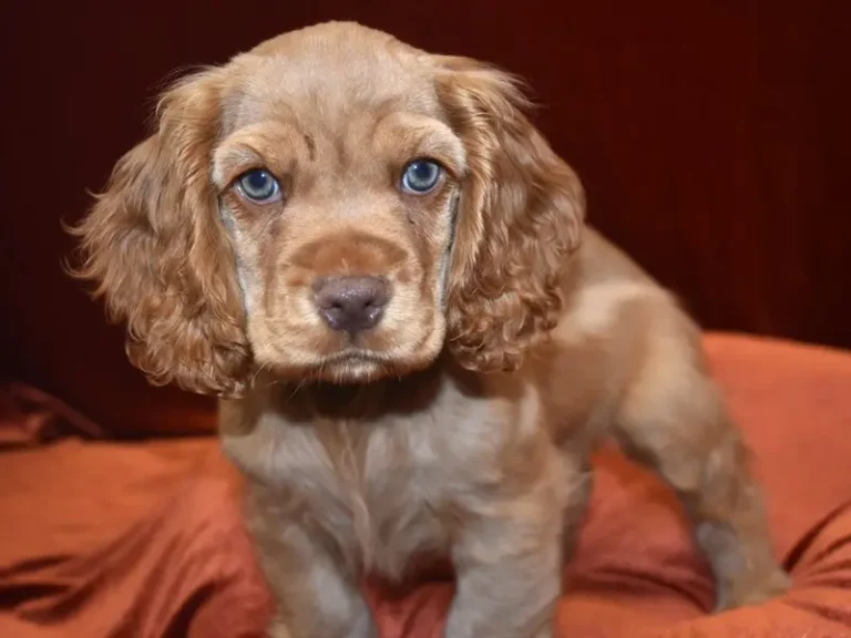 Chiot Cocker anglais aux yeux verts assis sur une couverture marron douce.
