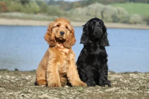 Chiot Cocker assis près du lac