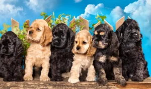 Chiots Cocker Spaniel Noir et Doré