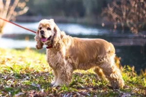 Cocker américain debout près d'un lac par une journée ensoleillée