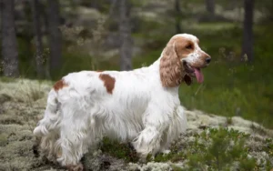 Cocker Chien duveteux debout dans une forêt.