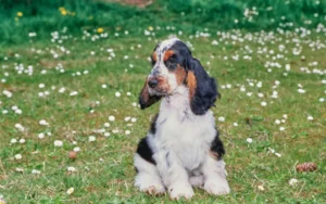 Cocker noir et feu assis sur l'herbe.