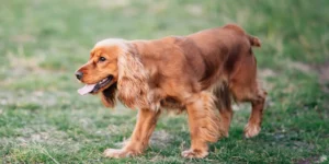 Cocker marchant sur un champ herbeux.