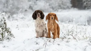 Deux Cockers debout dans la neige.