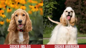 Comparaison des chiens Cocker Anglais et Cocker Américain.