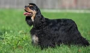 Cocker américain noir et feu assis dans une herbe luxuriante, haletant joyeusement par une journée ensoleillée.