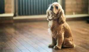 Un Cocker assis sur un parquet dans un appartement, s'adaptant à la vie en petit espace.