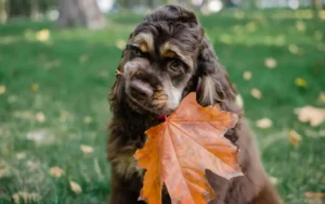 Un Cocker chocolat et feu tenant une feuille d'automne orange dans sa bouche en étant assis sur une pelouse.