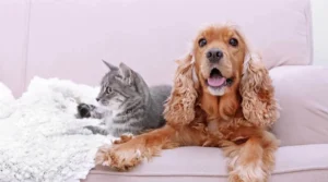 Cocker Spaniel et chat gris se détendent sur un canapé