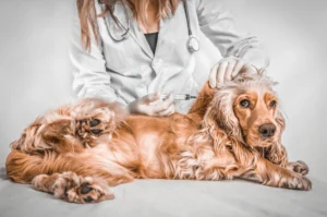 Un chien Cocker recevant une vaccination d'un vétérinaire