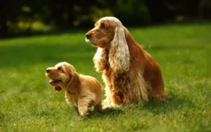 Vieux Cocker Anglais avec un chiot dans l’herbe, moment tendre entre générations
