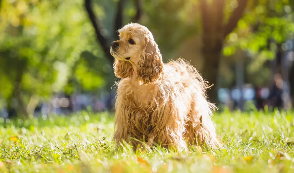 Cocker Américain debout à l’extérieur dans un jardin verdoyant avec lumière naturelle et herbe fraîche